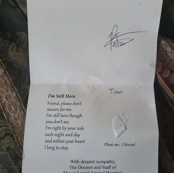 My yorkie has passed my heart is broken ๐ But Above My New Puppy A Fab Gift - Picture 4 of 14